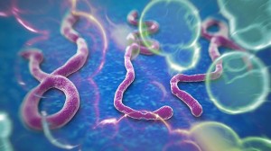 Hình ảnh virus Ebola