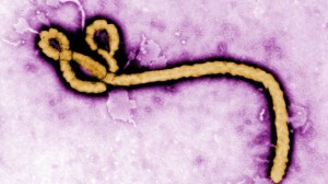Hình ảnh virus ebola