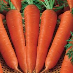 cà rốt chữa viêm bàng quang