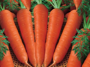 cà rốt chữa viêm bàng quang