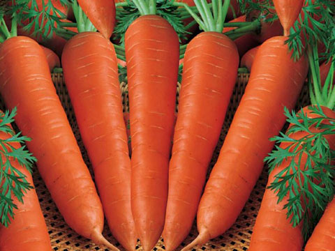 hỗ trợ chữa trị viêm bàng quang, giải bia rượi bằng cà rốt