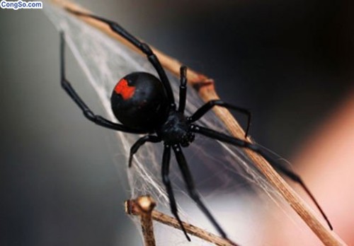 hỗ trợ chữa trị bệnh liệt dương bằng nọc nhện