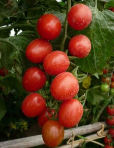 Cà chua bổ sung vitamin cho cơ thể