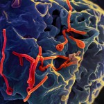 Phát hiện trường hợp thứ 2 nhiễm Ebola tại Mỹ