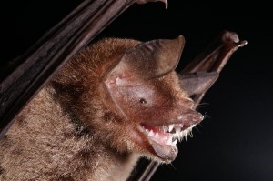 Có thể tiêu diệt ebola bằng động vật “batman” trong tương lai